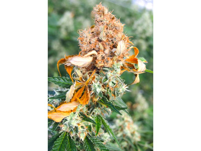 How to identify and treat Bud Rot
