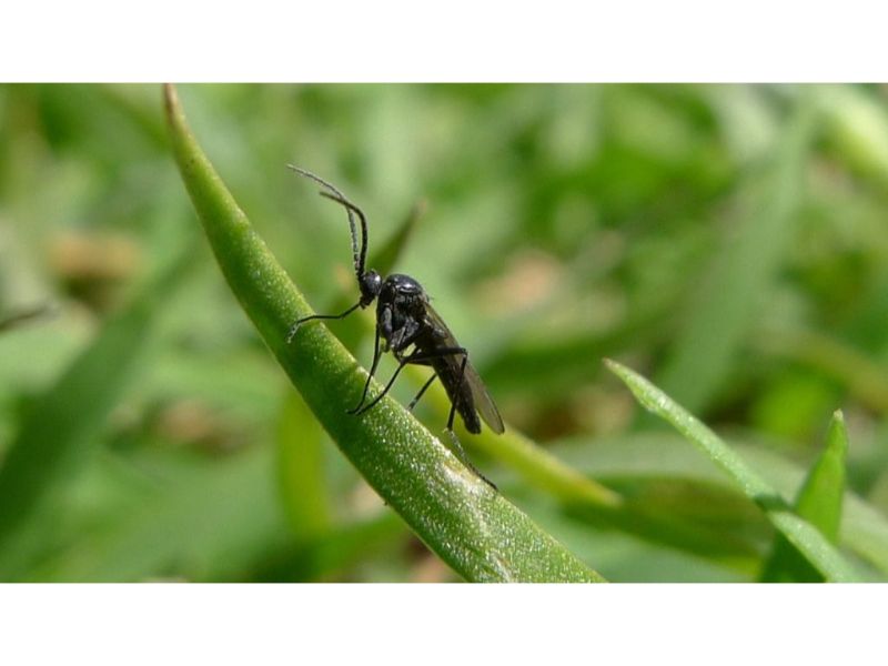 A Comprehensive Guide On Cannabis Pests Fungus Gnats