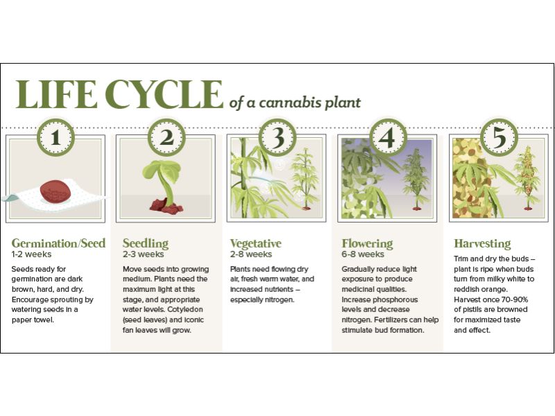 Different Phases Of A Cannabis Plant