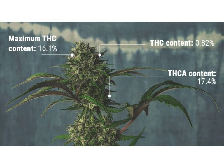 How Do They Measure THC Levels In Cannabis Grow That Weed