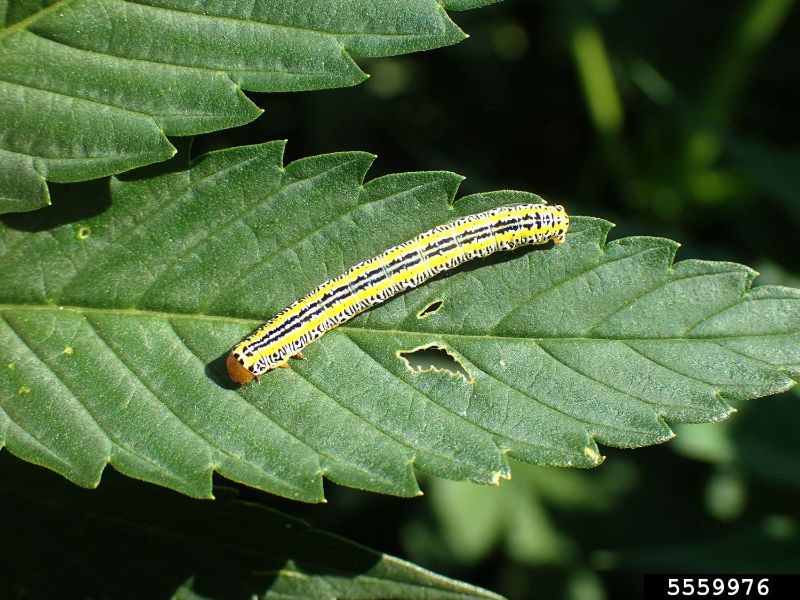 Cannabis pests: Caterpillars and inchworms