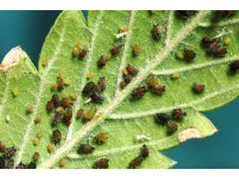 Cannabis pests Aphids
