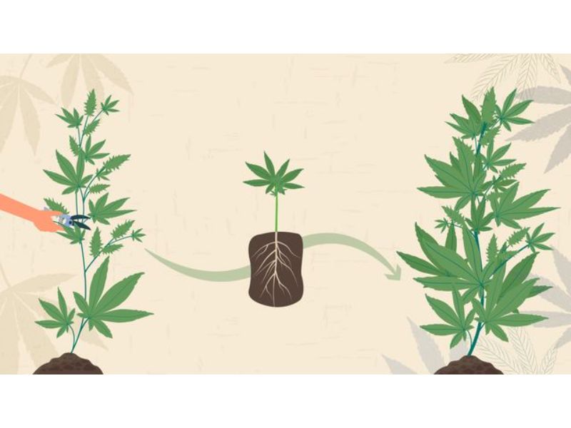 Cloning Your Cannabis Plant In 4 Simple Steps