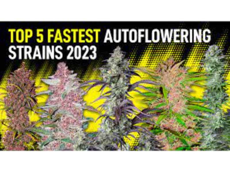 Top 5 Autoflower Strains For The Summer Of 2023