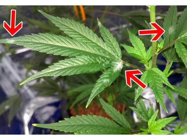 What Causes White Powdery Mildew On Cannabis Grow That Weed